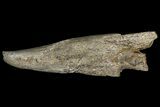 Cretaceous Fish (Martinichthys) Rostra - Kansas #66891-1